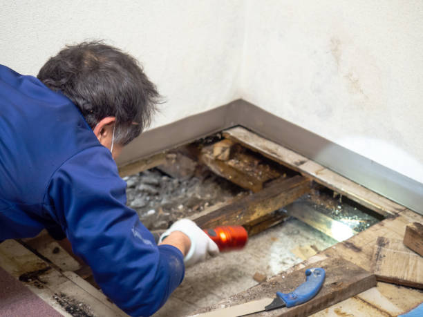 Best Attic Mold Removal  in Sea Cliff, NY