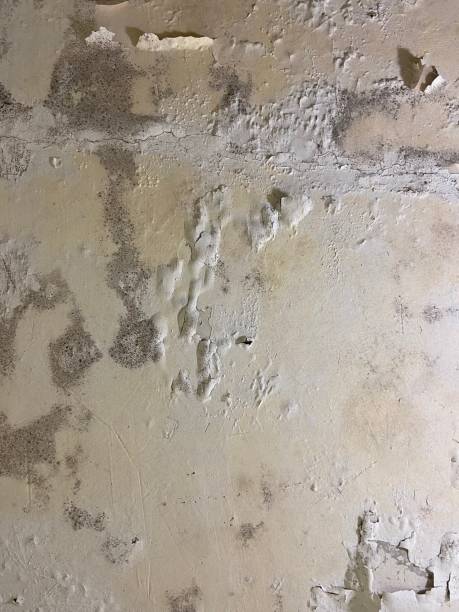 Best Certified Mold Removal  in Sea Cliff, NY
